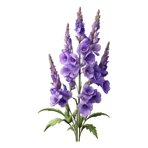 Vecteur aquarelle gardien lavande delphinium clipart fond blanc modifiable