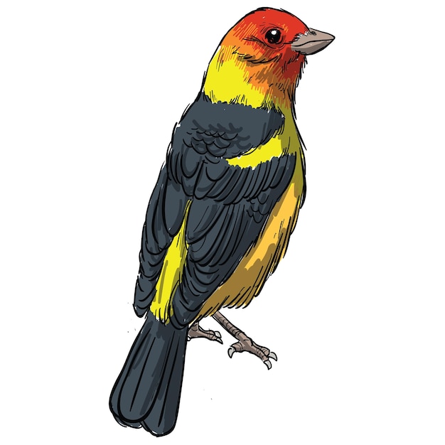 Vecteur aquarelle image d'un oiseau oriole doré