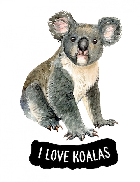 Aquarelle J'aime Koala