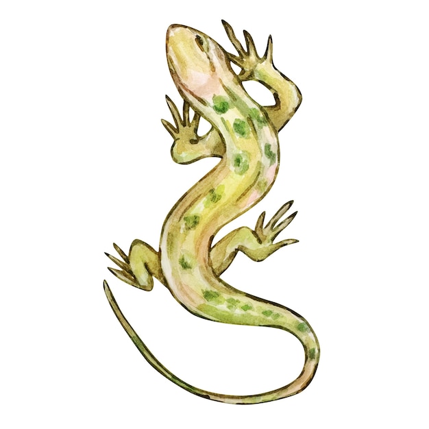 Aquarelle lézard vert animaux du désert