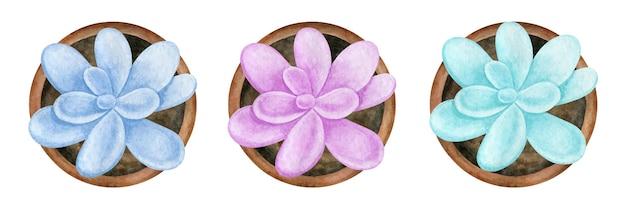 Aquarelle main dessinée succulente isolée dans un ensemble d'illustrations botaniques en pot d'argile.