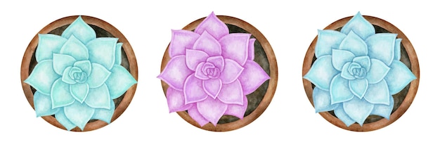 Aquarelle main dessinée succulente isolée dans un ensemble d'illustrations botaniques en pot d'argile.