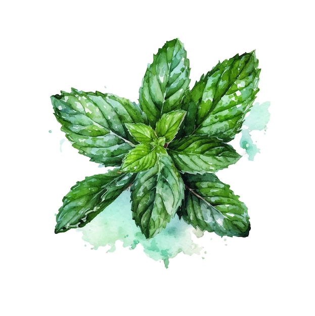 Vecteur aquarelle à la menthe avec une feuille verte et le mot basilic dessus.