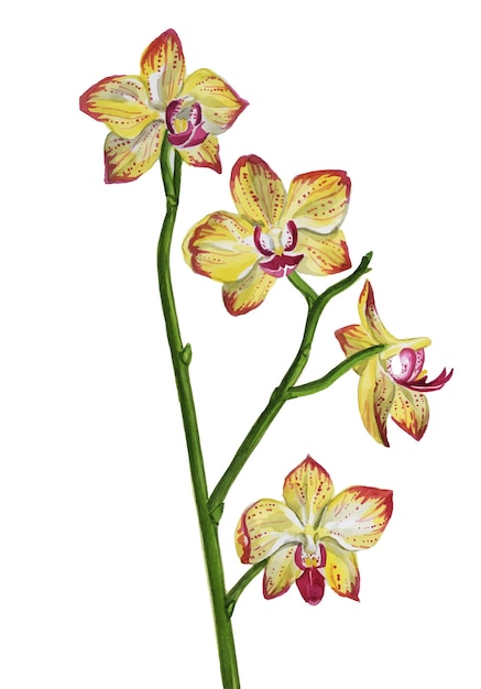 Aquarelle Motif Orchidées