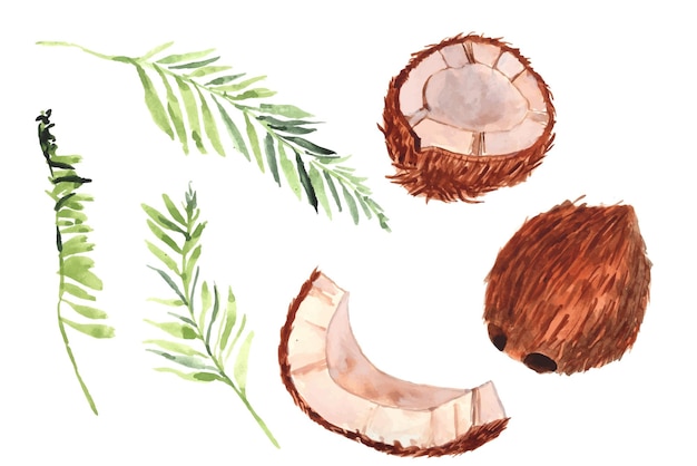 Aquarelle de noix de coco et de feuilles de palmier