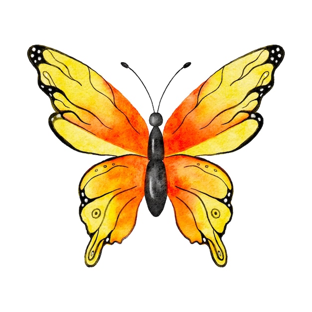 Vecteur aquarelle papillon volant ailes jaunes rouges et orange dessin à la main pas ai