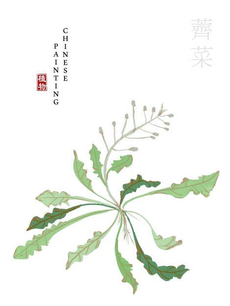 Aquarelle peinture à l'encre de Chine art illustration nature plante du livre des chansons de la bourse du berger.