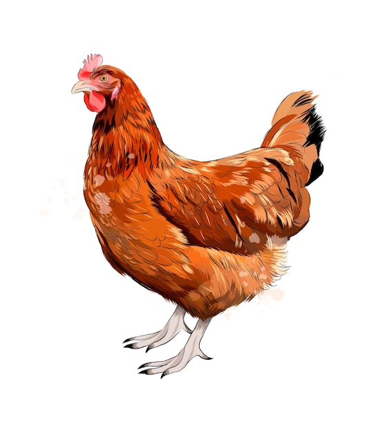 Vecteur aquarelle poule brune sur blanc