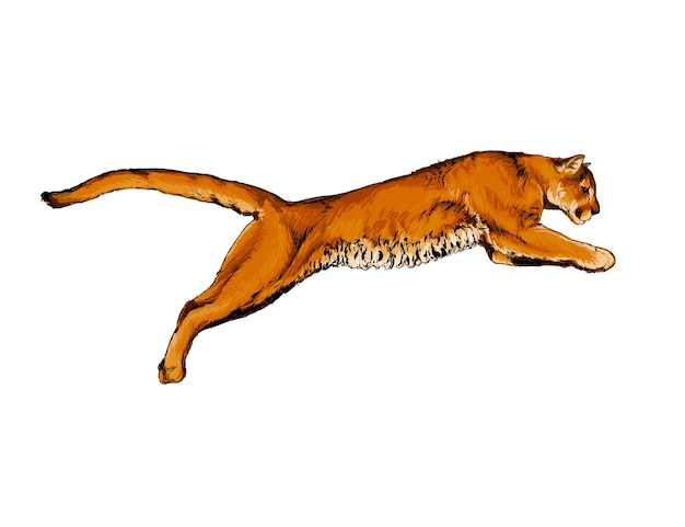 Aquarelle Puma, cougar sur blanc