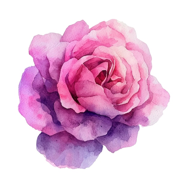 Aquarelle Rose Rose Isolée Sur Blanc