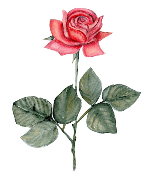 Aquarelle Rose Rose