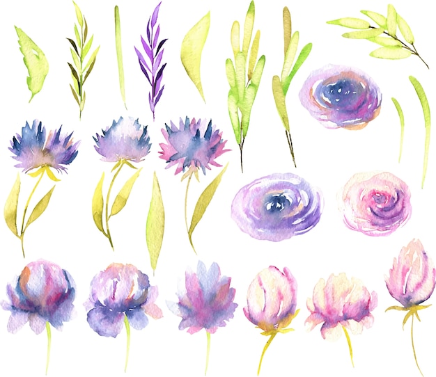 Aquarelle rose et violet pivoines