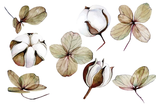 Aquarelle Sertie D'hortensias Secs Et De Fleurs De Coton Clipart De Fleurs Séchées Fleurs D'automne
