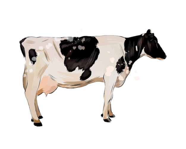 Vecteur aquarelle vache noir et blanc sur blanc