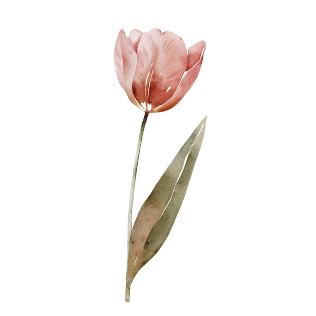 Aquarelle vectorielle délicate à la tulipe rose
