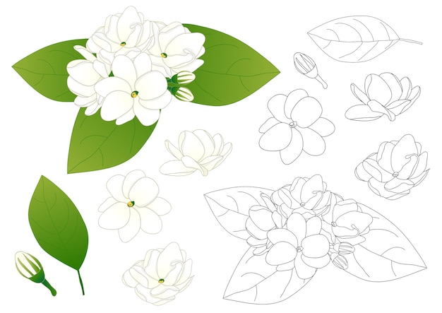 Vecteur arabian jasmin outline