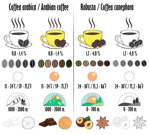 Vecteur arabica et robusta types de café avec une description sous forme d'icônes