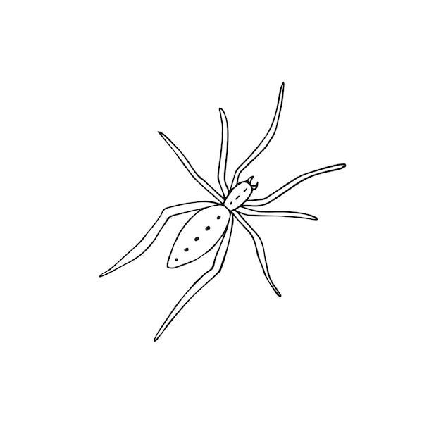 Araignée dessinée à la main isolée sur fond blanc