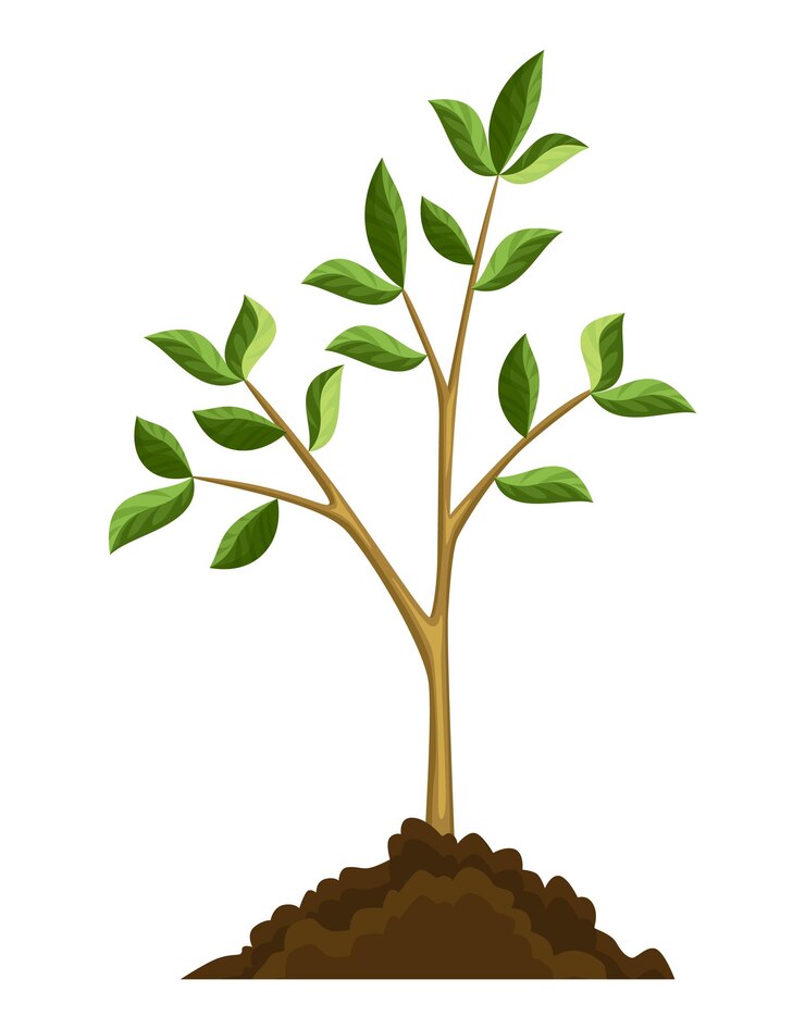 Vecteur arbre de croissance04
