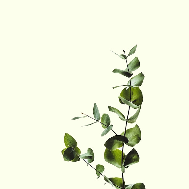 Arbre d'eucalyptus isolé sur fond blanc