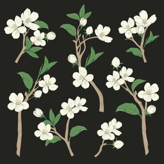 Arbre en fleurs set collection branches de fleurs blanches botaniques dessinées à la main sur fond noir illustration vectorielle