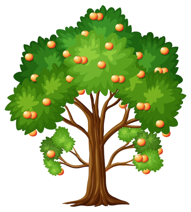 Vecteur arbre fruitier orange en style cartoon isolé sur blanc
