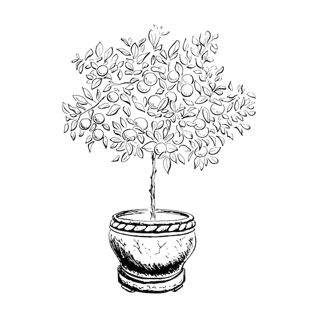 Arbre De Mandarine Dans Un Pot Dessiné à L'encre Noire Sur Fond Blanc Illustration Vectorielle