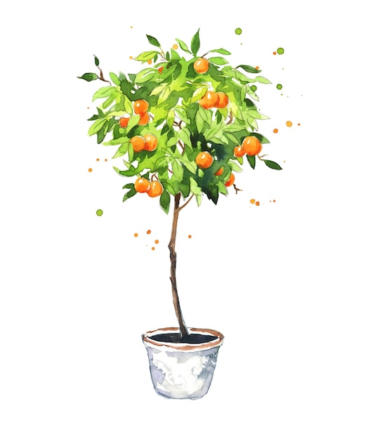 Arbre De Mandarine En Pot, Croquis D'aquarelle