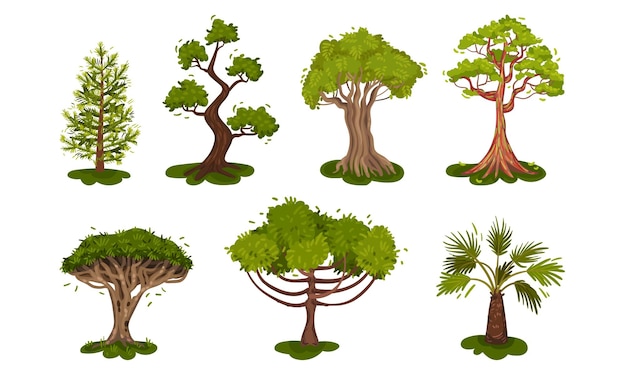 Vecteur arbres à feuilles caduques vertes avec ensemble de vecteurs de couronne d'arbre exubérant