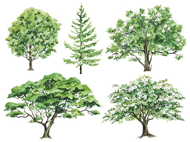 Vecteur arbres verts aquarelles