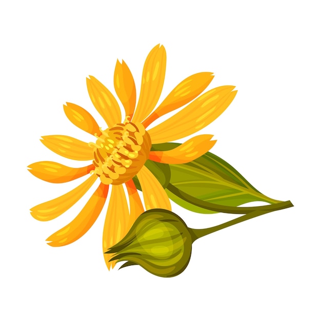 Arnica De Montagne Ou Arnica Montana Avec Une Grande Tête De Fleur Jaune Et Des Feuilles Veinées Illustration Vectorielle