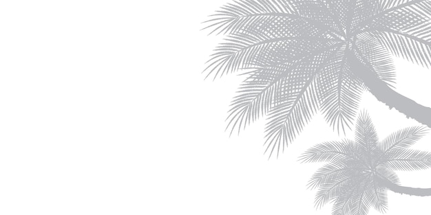 Arrière-plan abstrait de feuilles de palmier ou de feuilles de cocotier sur le dessus Zone de copie d'ombre grise à motif naturel