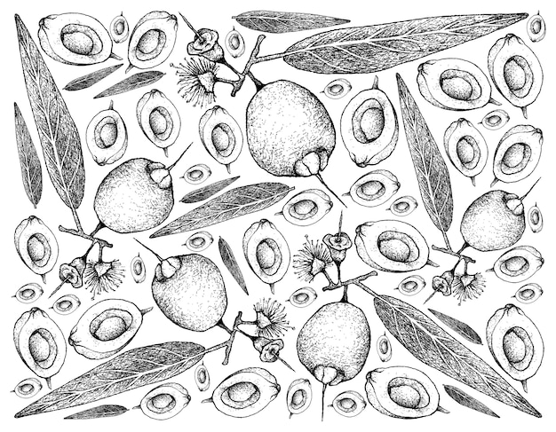 Vecteur arrière-plan dessiné à la main de fruits syzygium jambos