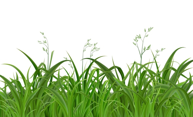 Arrière-plan d'herbe verte dans un style réaliste