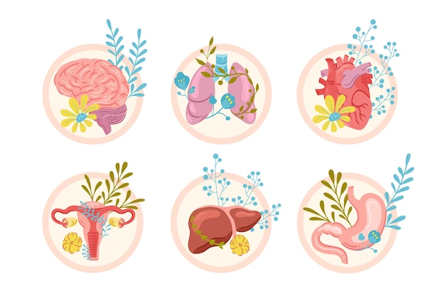Vecteur arrière-plan plat de composition d'organes dessiné à la main avec des organes et des feuilles humaines