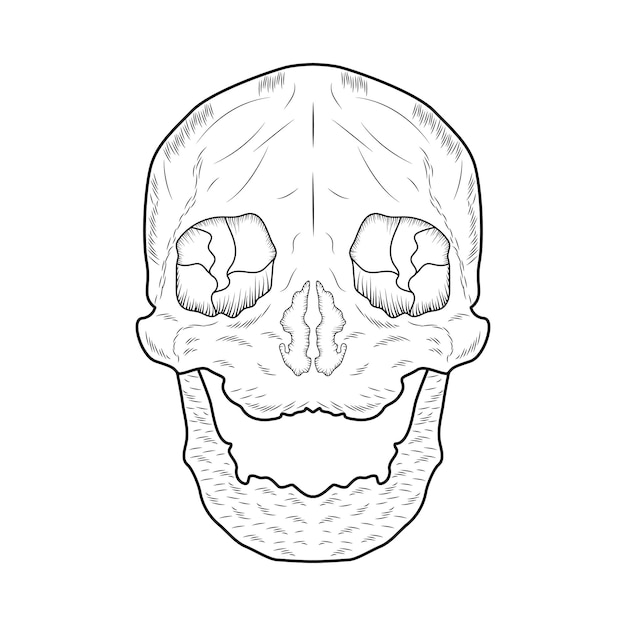 Vecteur art et illustration du crâne