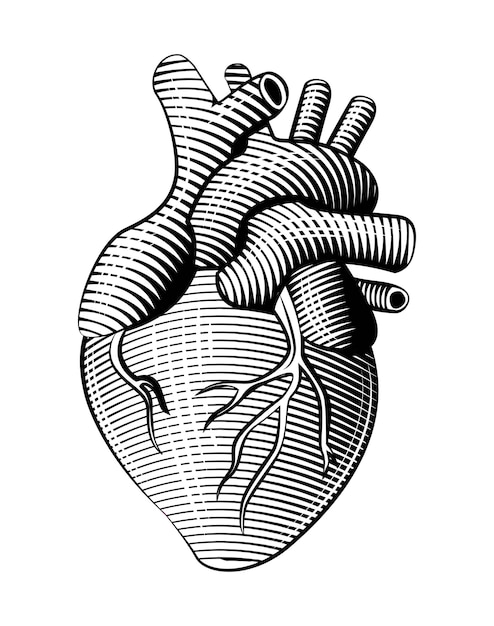 Vecteur art de la ligne du cœur humain de style gravure sur bois