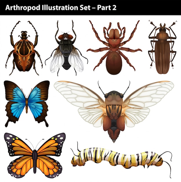 Arthropodes