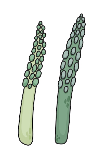 Vecteur asparagus vert illustration vectorielle dessinée à la main concepts de dessins animés de légumes biologiques