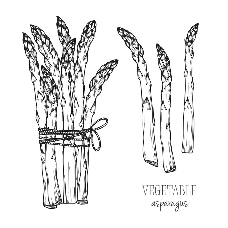 Vecteur asperges sur fond blanc. illustration dans le style de croquis.