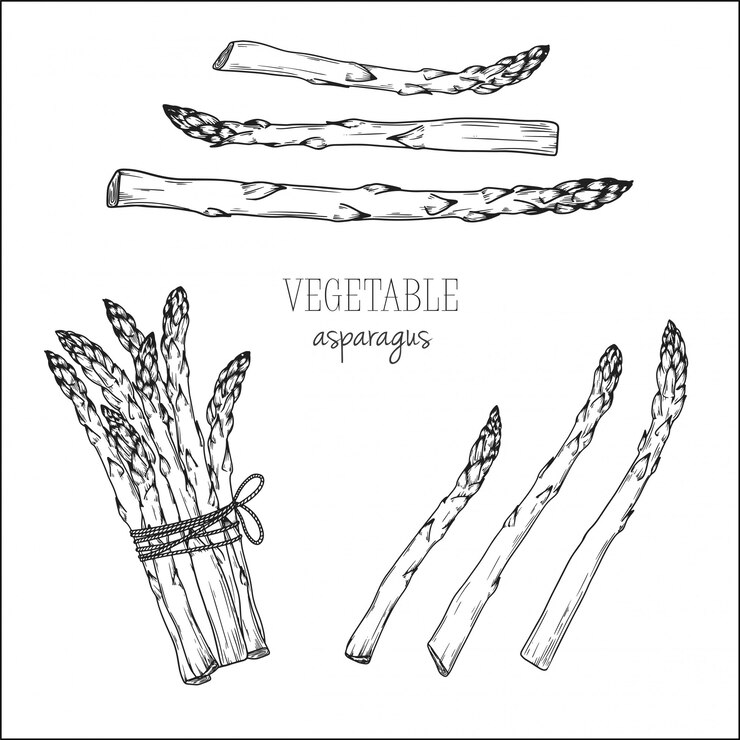 Vecteur asperges isolées sur fond blanc. illustration