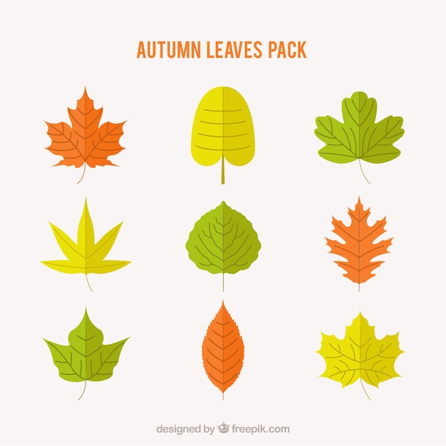 Automne Feuilles colorées Pack