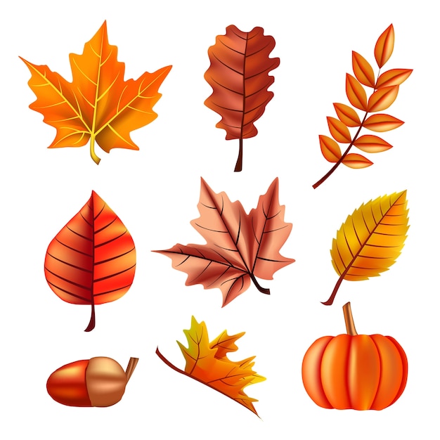 Automne sertie de feuilles, de chêne et de citrouille