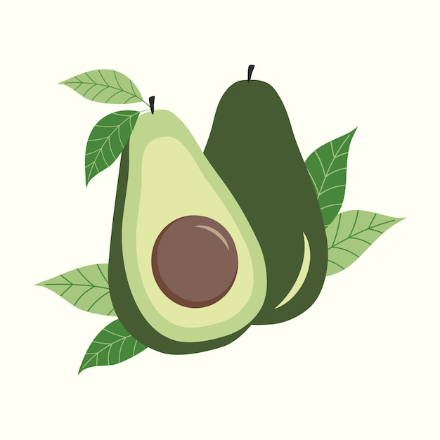 Avocat Avec Illustration De Feuilles