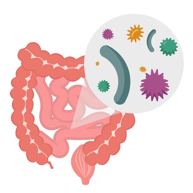 Bactérie du cerveau liée à l'axe intestinal