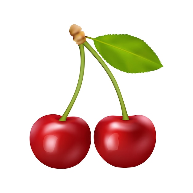 Baies de cerises rouges aux fruits mûrs en feuilles
