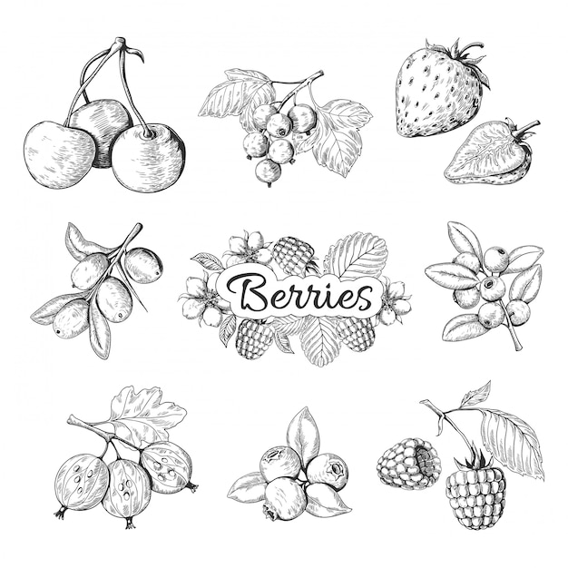 Baies dessinées à la main. Dessin vintage de cerise myrtille fraise mûre, dessin de croquis de baies. illustration de modèles graphiques ensemble daliments biologiques doux nature sauvage