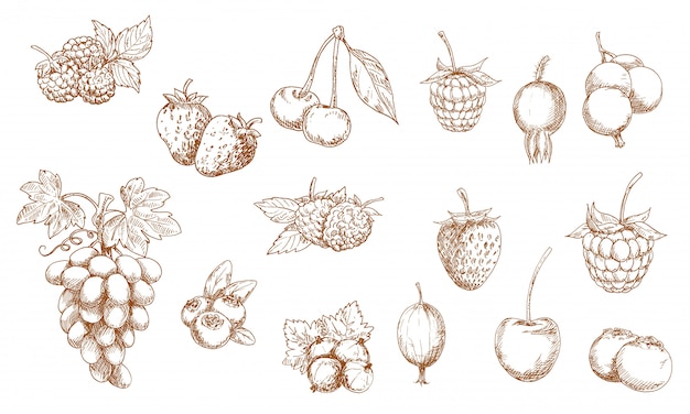 Baies et fruits croquis isolés