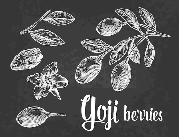 Des baies de goji sur une branche Illustration de gravure vintage vectorielle en noir et blanc