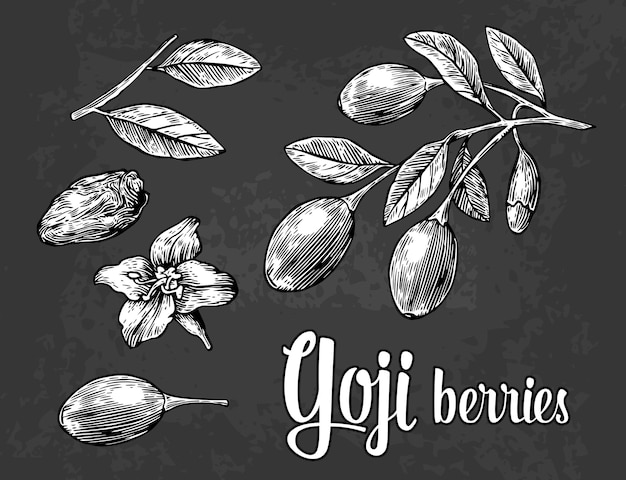 Baies de Goji sur une branche Vector illustration de gravure vintage noir et blanc